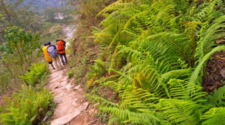 Téléchargez les photos : Randonneurs sur la route, sentier forestier de montagne, trek au camp de base de l'Annapurna, aire de conservation de l'Annapurna, Himalaya, Népal, Asie - en image libre de droit