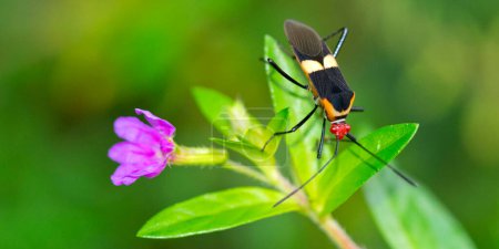 Photo for Shield Bug, Chust Bug, Heteroptera, Hemiptera,Tropical Rainforest, Corcovado National Park, Osa Conservation Area, Osa Peninsula, Costa Rica, America - Royalty Free Image