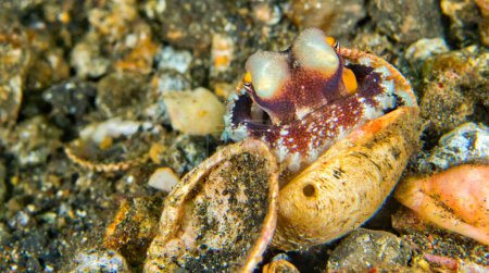 Photo for Coconut Octopus, Amphioctopus  marginatus, Lembeh, North Sulawesi, Indonesia, Asia - Royalty Free Image