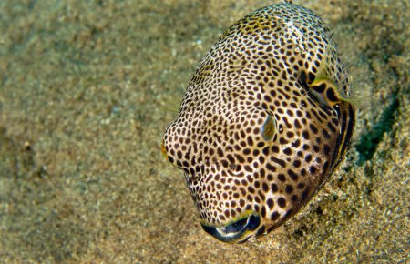 Photo for Pufferfish, Starry Pufferfish, Arothron stellatus, Lembeh, North Sulawesi, Indonesia, Asia - Royalty Free Image