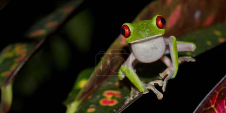 Red-eyed Tree Frog, Agalychnis callidryas, Tropical Rainforest, Corcovado National Park, Osa Conservation Area, Osa Peninsula, Costa Rica, Central America-stock-photo
