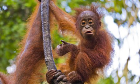 Orangutan, Pongo pygmaeus, Tanjung Puting National Park, Kalimantan, Borneo, Indonesia