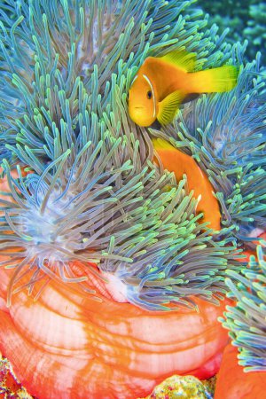 Schwarzflossen-Anemonenfische, Amphiprion nigripes, Magnificent Sea Anemone, Heteractis magnifica, Korallenriff, Süd-Ari-Atoll, Malediven, Indischer Ozean, Asien