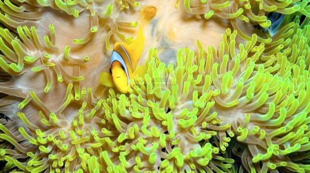 Photo for Red Sea Clownfish, Two Banded Anemonefish, Amphiprion bicintus, Coral Reef, Red Sea, Egypt, Africa - Royalty Free Image