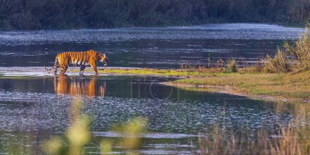 Tigre du Bengale, Panthera tigris tigris, Parc National Royal Bardia, Parc National Bardiya, Népal, Asie