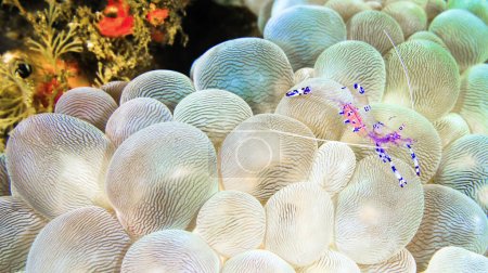 Sravasti Anemone Shrimp, Ancylomenes sarasvati, Periclimenes sarasvati, Bubble Coral, Plerogyra sinuosa, Reef Building Corals, Coral Reef, Lembeh, North Sulawesi, Indonesia, Asia
