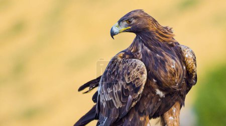 Golden Eagle, Aquila chrysaetos, Mediterranean Forest, Castile Leon, Spain, Europe