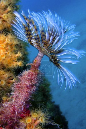 Tubeworm, Fan Worm, Spirographis, Spirographis Spallanzani, Feather Duster Worms, Tube Worm, Polychaete, Cabo Cope Puntas del Canegre Natural Park, Mediterranean Sea, Murcia, Spain, Europe