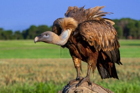 Eurasie Griffon Vulture, Gyps fulvus, Champs Agricoles, Castille-Léon, Espagne, Europe