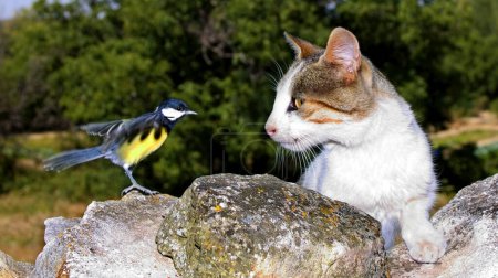 Great Tit and Wild Cat  Face to Face, Parus major, Mediterranean Forest, Castilla y Leon, Spain, Europe