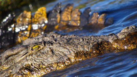 Foto de Cocodrilo del Nilo, Crocodylus niloticus, Chobe River, Chobe National Park, Botswana, África - Imagen libre de derechos