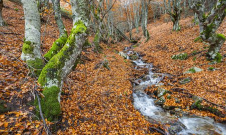 Stream Beech Forest, Hayedo de la Pedrosa Natural Protected Area, Beech Forest Autumn Season, Fagus sylvatica, Riofrio de Riaza, Segovia, Castilla y Leon, Spain, Europe
