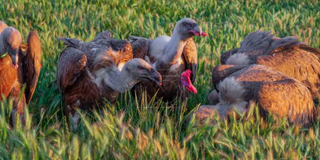 Téléchargez les photos : Eurasie Griffon Vulture, Gyps fulvus, Champs Agricoles, Castille-Léon, Espagne, Europe - en image libre de droit