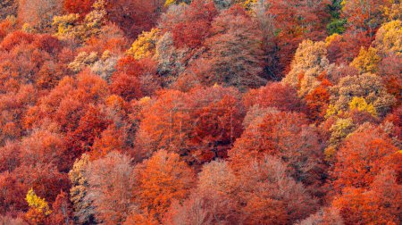Hayedo de la Pedrosa Natural Protected Area, Beech Forest Autumn Season, Fagus sylvatica, Riofro de Riaza, Segovia, Castilla y Leon, Spain, Europe
