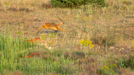 Roe Deer, Capreolus capreolus, Mediterranean Forest, Castilla y Leon, Spain, Europe