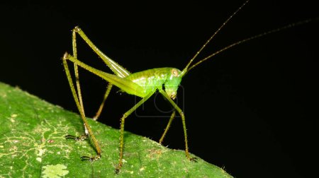 Tropical Grasshopper, Tropical Rainforest, Napo River Basin, Amazonia, Ecuador, America