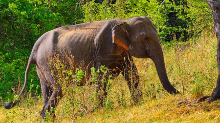 Téléchargez les photos : Éléphant du Sri Lanka, Éléphant d'Asie, Elephas maximus maximus, Parc national Minneriya, Sri Lanka, Asie - en image libre de droit