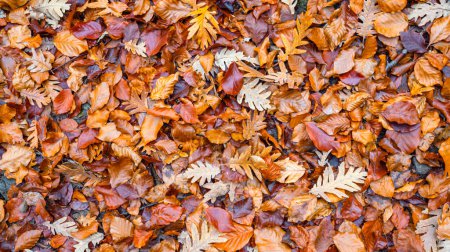 Tapestry Autumn Leaves Natural Background Design