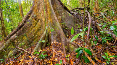 Alte Bäume und Wurzeln, Sinharaja National Park Regenwald, Sinharaja Forest Reserve, Weltkulturerbe, UNESCO, Biosphärenreservat, National Wilderness Area, Sri Lanka, Asien