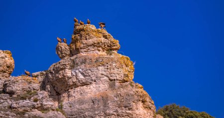 Téléchargez les photos : Eurasie Griffon Vulture, Gyps fulvus, Sierra de Pela y Laguna de Somolinos Monument Naturel, Somolinos, Guadalajara, Castilla La Mancha, Espagne, Europe - en image libre de droit