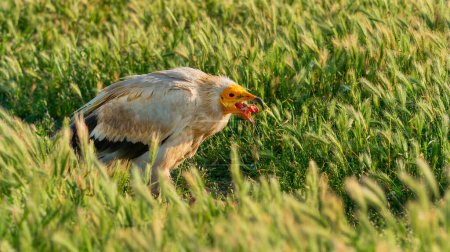 Egyptian Vulture, Neophron percnopterus, Agricultural Fields, Castilla y Leon, Spain, Europe