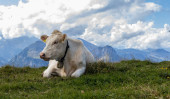 A white cow with a bell around her neck lies resting on a green meadow against the backdrop of mountains and a sky with clouds on a sunny summer day in Switzerland, close-up side view. Poster #648779888