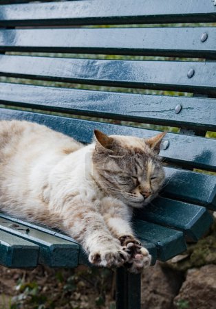 Foto de Hermoso retrato de un gato pura sangre descansando en un banco verde con patas extendidas hacia adelante en un día soleado de verano en un jardín en la isla de Capri, Italia, vista lateral de cerca. - Imagen libre de derechos