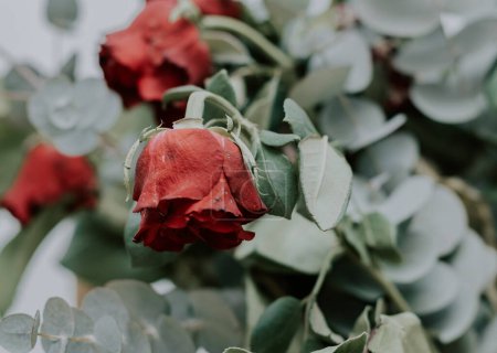 Schöner Hintergrund einer welkenden roten Rose mit einer mit Tiefenschärfe nach unten abgesenkten Knospe, Nahaufnahme von der Seite. Konzepte Hintergründe, Tapeten, Texturen.