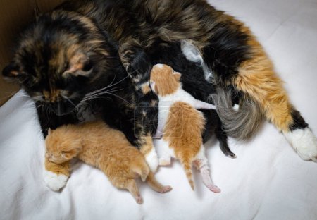 Téléchargez les photos : Un chat tricolore de race pure et pelucheux se trouve sur le côté et nourrit quatre chatons nouveau-nés sur un drap blanc dans une boîte, vue rapprochée d'en haut. Animaux concept de style de vie. - en image libre de droit