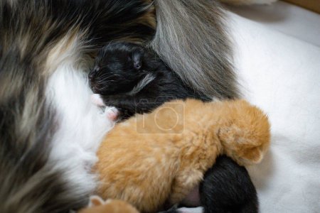 Téléchargez les photos : Un chaton nouveau-né noir avec un chat rouge dort doucement près de la mère chat couché sur un drap blanc dans une boîte en carton, vue latérale rapprochée.Animaux concept de style de vie. - en image libre de droit
