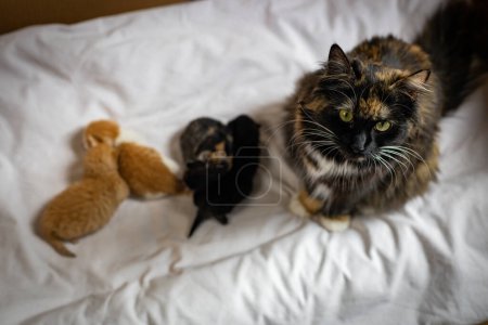 Téléchargez les photos : Un chat tricolore pelucheux de race pure aux yeux verts se trouve à côté de chatons nouveau-nés sur un lit blanc, vue de dessus, gros plan. Concept de style de vie animal. - en image libre de droit