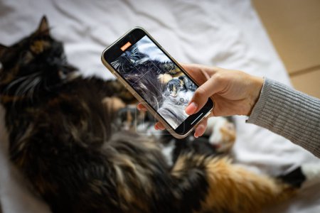 Téléchargez les photos : La main d'une jeune fille caucasienne tourne une vidéo de chatons nouveau-nés mangeant du lait d'une mère chat couchée sur un lit blanc, vue de côté, gros plan. Concept de style de vie animal. - en image libre de droit
