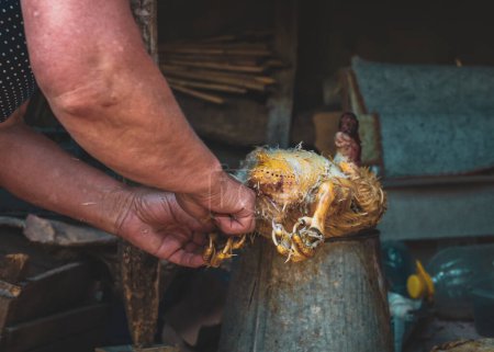 One unrecognizable middle-aged Caucasian woman plucks the feathers of a butchered duck, preparing it for cooking, while standing bent over in a barn on a summer evening, close-up side view.