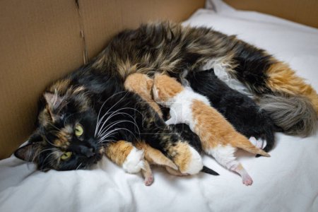 Téléchargez les photos : Un chat tricolore de race pure et pelucheux se trouve sur le côté et nourrit quatre chatons nouveau-nés sur une feuille blanche dans une boîte, vue de côté en gros plan.. - en image libre de droit