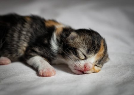 Téléchargez les photos : Le chaton nouveau-né de trois couleurs dort doucement allongé sur un drap blanc dans une boîte en carton, vue latérale rapprochée.. - en image libre de droit