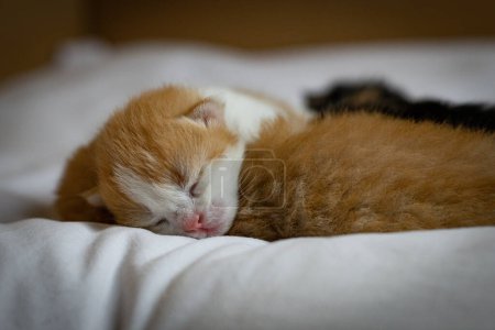 Téléchargez les photos : Le chaton nouveau-né au gingembre dort doucement allongé sur un drap blanc dans une boîte en carton, vue de côté gros plan. Animaux concept de style de vie. - en image libre de droit