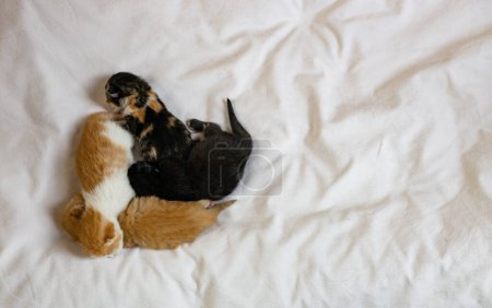 Téléchargez les photos : Quatre chatons nouveau-nés dorment doucement à gauche sur un drap blanc avec de l'espace de copie à gauche, à plat se trouvent en gros plan. Animaux concept de style de vie. - en image libre de droit