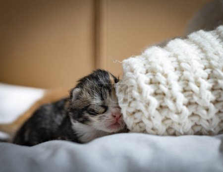 Téléchargez les photos : Un chaton roux avec des taches blanches dort près d'un pull tricoté sur le lit, vue latérale, gros plan. Concept de style de vie animal. - en image libre de droit