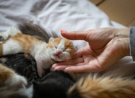 Téléchargez les photos : La main d'une jeune fille caucasienne touche un chaton nouveau-né au gingembre dormant doux et mignon avec une mère chat couchée sur un lit blanc, vue de dessus, gros plan. Concept de style de vie animal. - en image libre de droit