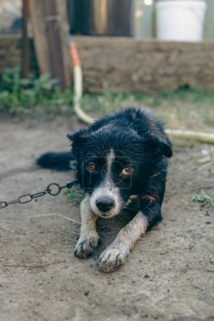 Foto de Retrato de un perro triste, sucio y húmedo después del tratamiento de pulgas de un perro en una cadena tendida en el suelo en un día de verano, vista de cerca desde arriba. - Imagen libre de derechos