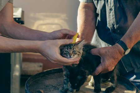 Foto de Dos hombres caucásicos irreconocibles tratan a dos gatitos pequeños con tratamiento de pulgas amarillas en un día soleado de verano, vista lateral cercana. - Imagen libre de derechos