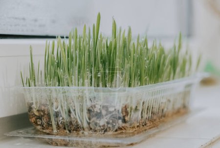 Sprouted oats with water drops in a transparent plastic container stand on a windowsill with depth of field and a blurred background, close-up side view. Gardening concept.