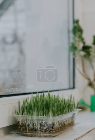 Sprouted oats with water drops in a transparent plastic container with a flower in a watering can stand on a windowsill with depth of field and a blurred background, close-up side view. Gardening