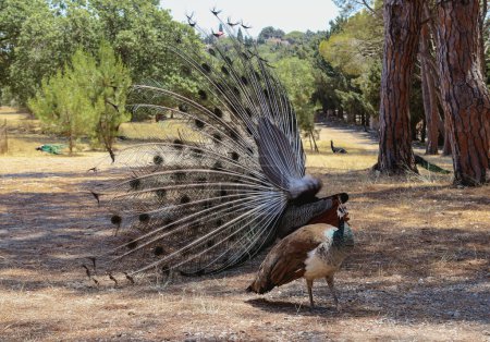 One male peacock with an open beautiful colorful tail dances a courtship dance in front of a female peacock on the lawn in the public and historical park of Greece on Mount Filerimos on a sunny summer
