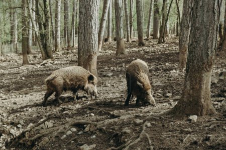 Zwei Wildschweine spazieren an einem sonnigen Sommertag frei zwischen den Bäumen im nationalen Naturschutzgebiet in Rochefort, Belgien, Seitenansicht aus nächster Nähe.