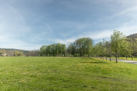Schöner Panoramablick auf einen grünen Rasen mit gelben Löwenzahn, Bäumen und einer Straße mit klarem blauem Himmel an einem sonnigen Sommertag, Nahaufnahme von der Seite.