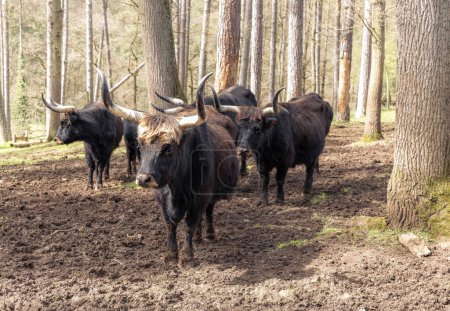 A herd of bison walks while looking at the camera in the national reserve in Rochefort in Belgium on a sunny spring day, close-up side view.