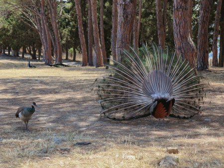 Ein Pfau mit einem offenen schönen bunten Schwanz steht von hinten auf dem Rasen in einem öffentlichen und historischen Park in Griechenland auf dem Berg Filerimos an einem sonnigen Sommertag, Seitenansicht Nahaufnahme.