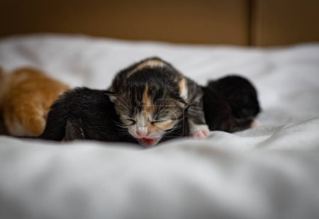 Ein neugeborenes dreifarbiges Kätzchen miaut im Schlaf, auf einem weißen Bett liegend, Seitenansicht, Großaufnahme. Lebenskonzept für Haustiere.