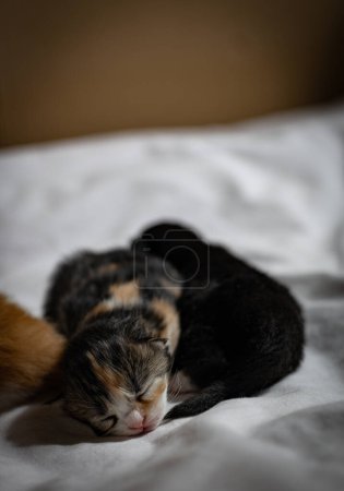 Ein neugeborenes tricolor Kätzchen schläft auf dem Rücken eines schwarzen Kätzchens, liegend auf einem weißen Bett, Seitenansicht, Nahaufnahme. Lebenskonzept für Haustiere.
